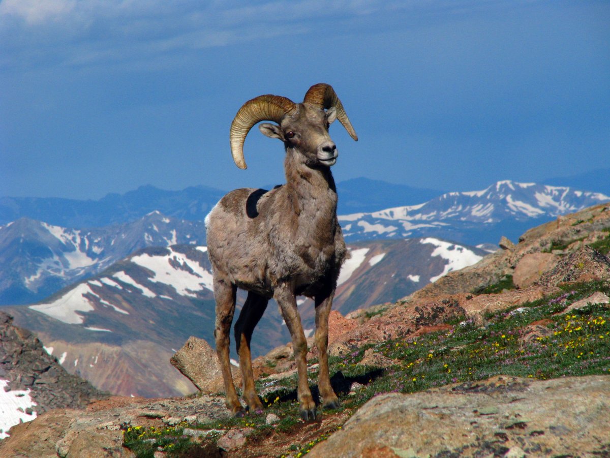 Памирский Архар
