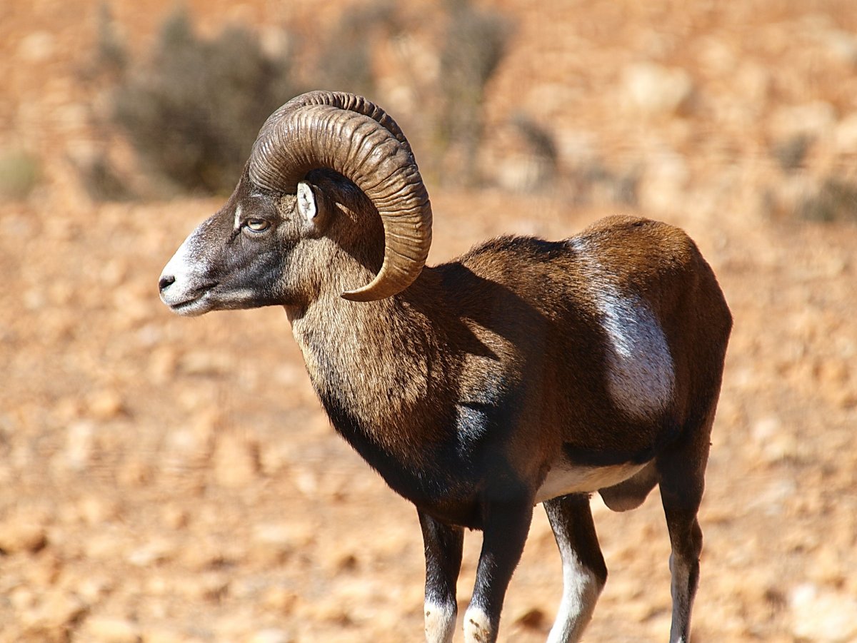 Устюртский муфлон