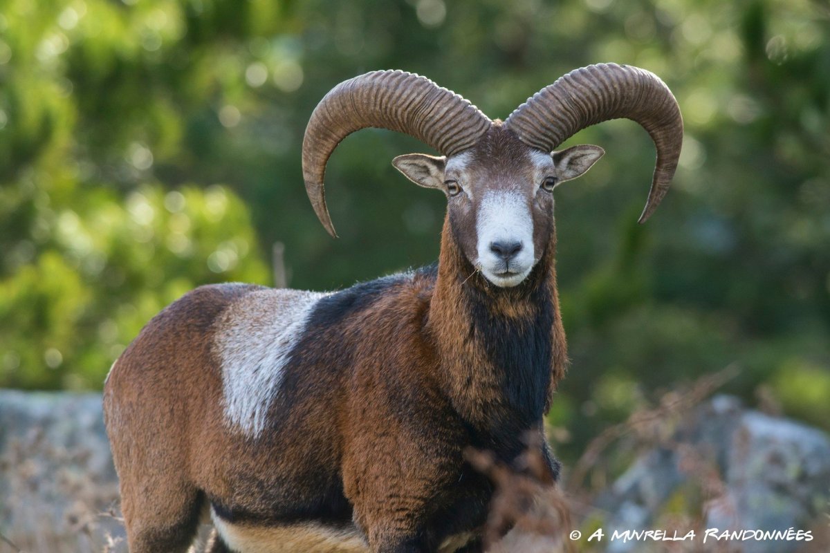 Анатолийских муфлонов