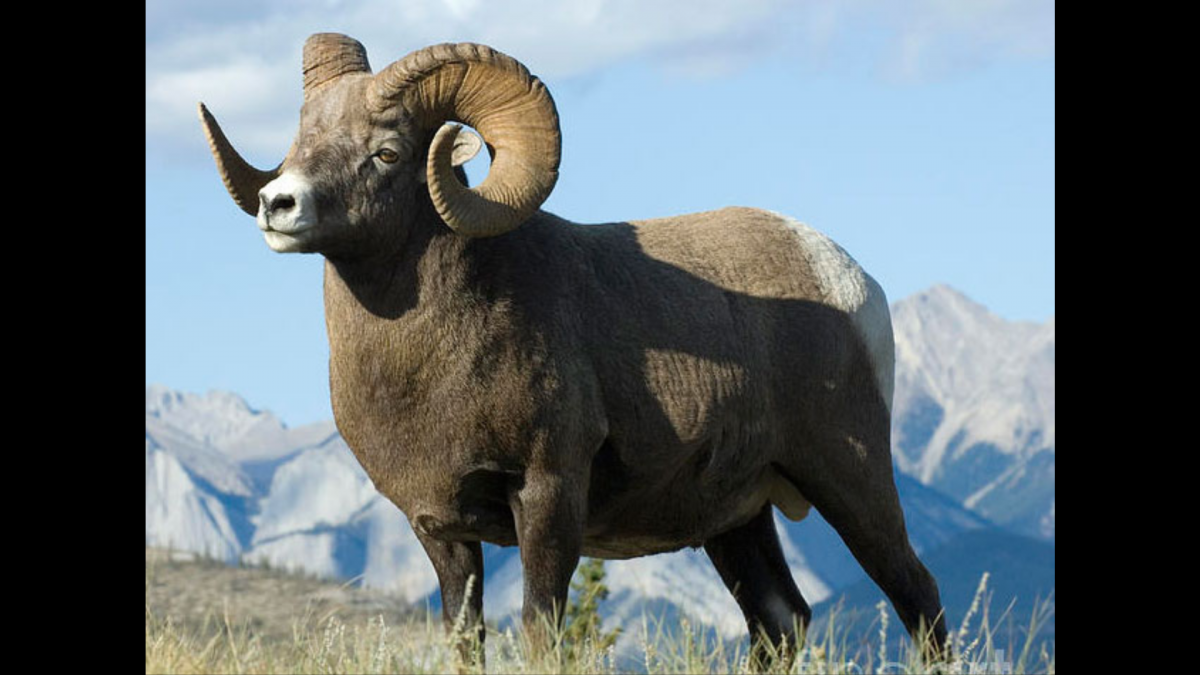 Алтайский заповедник горный баран