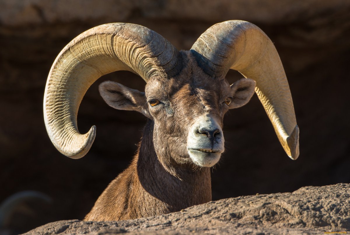 Горный баран Архар аргали