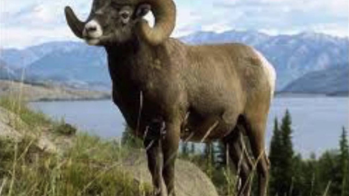 Чубук снежный баран