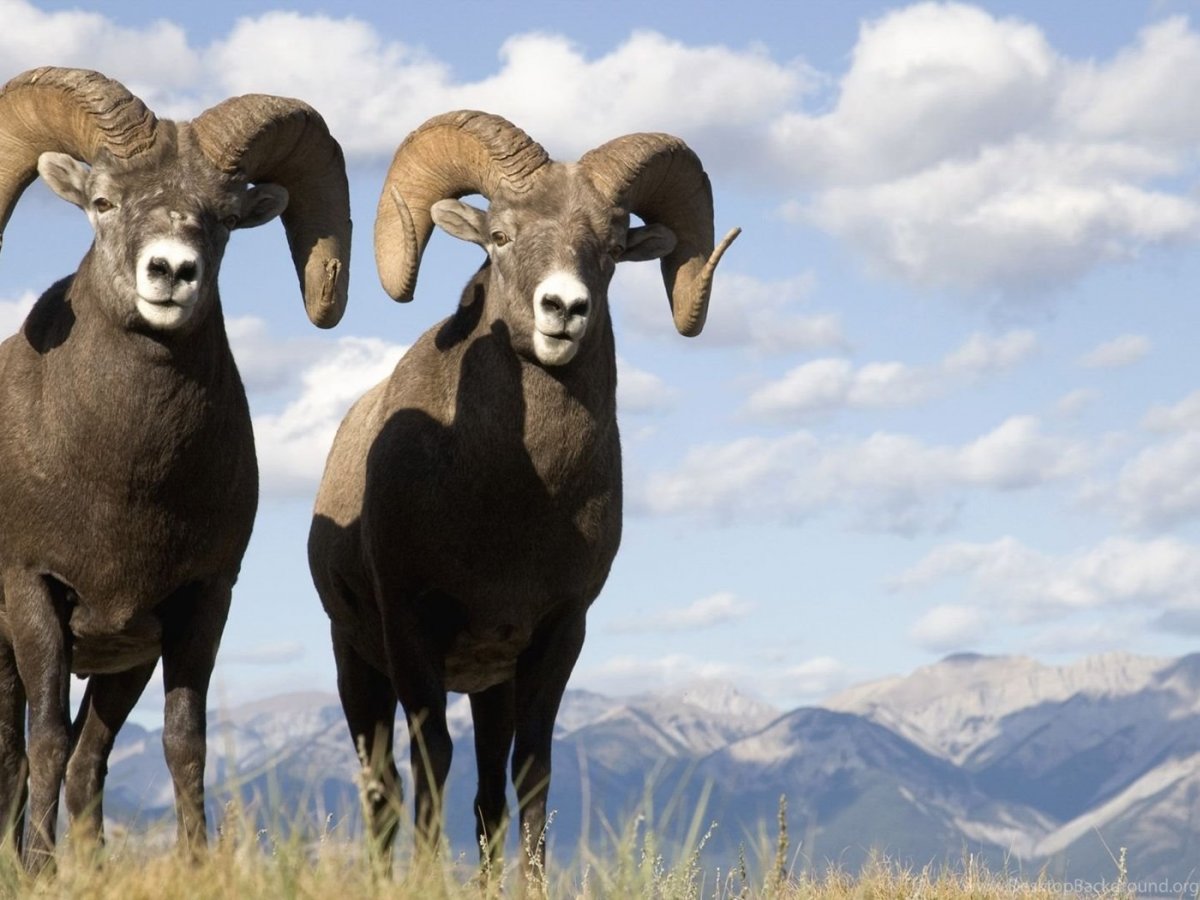 Алтайский горный баран