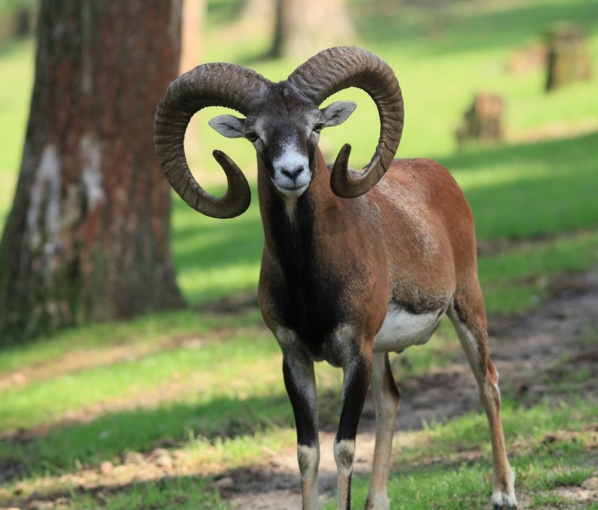 Дикий горный баран муфлон