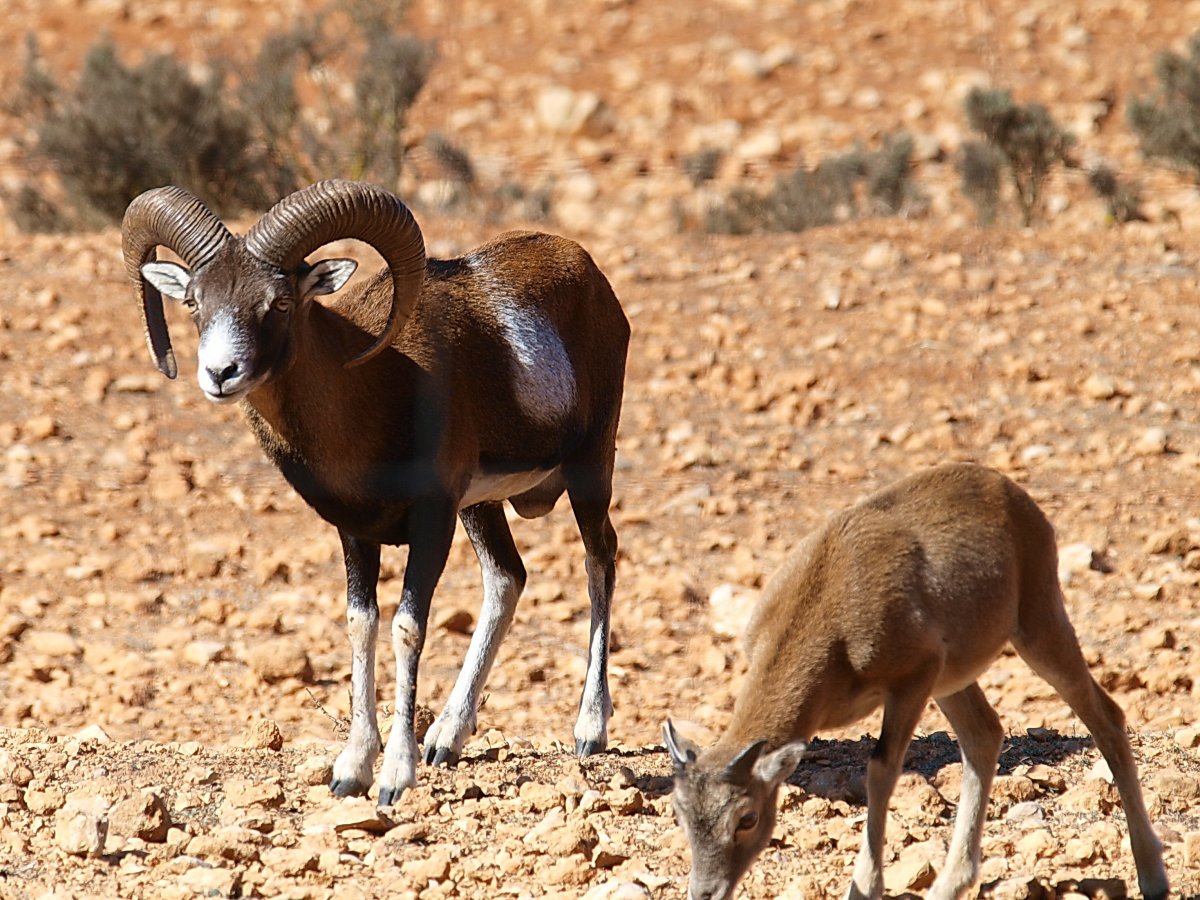 Устюртский муфлон