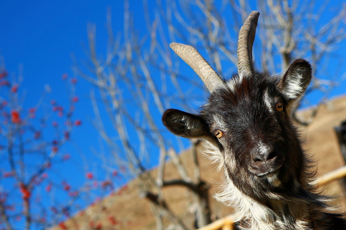 Анатолийская черная коза