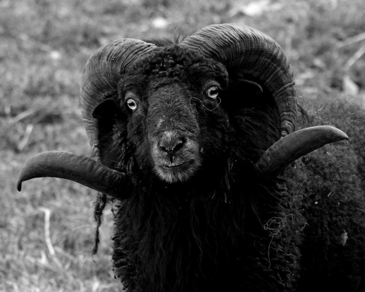 Козочка черная