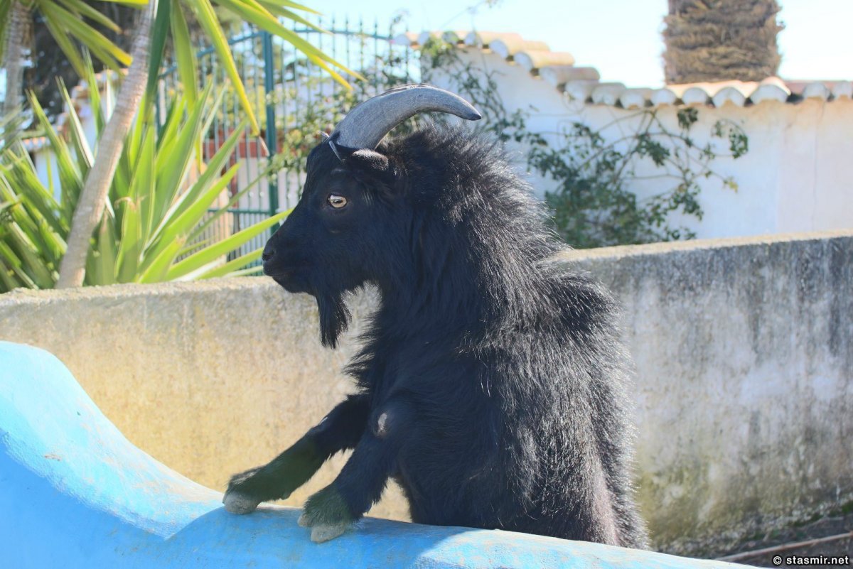 Козочка черно белая