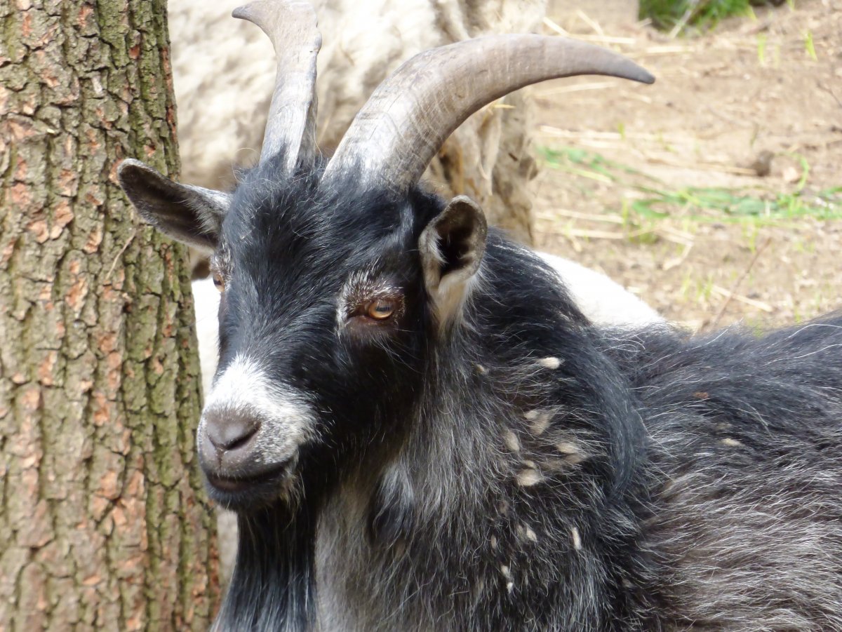 Козы черные с рогами