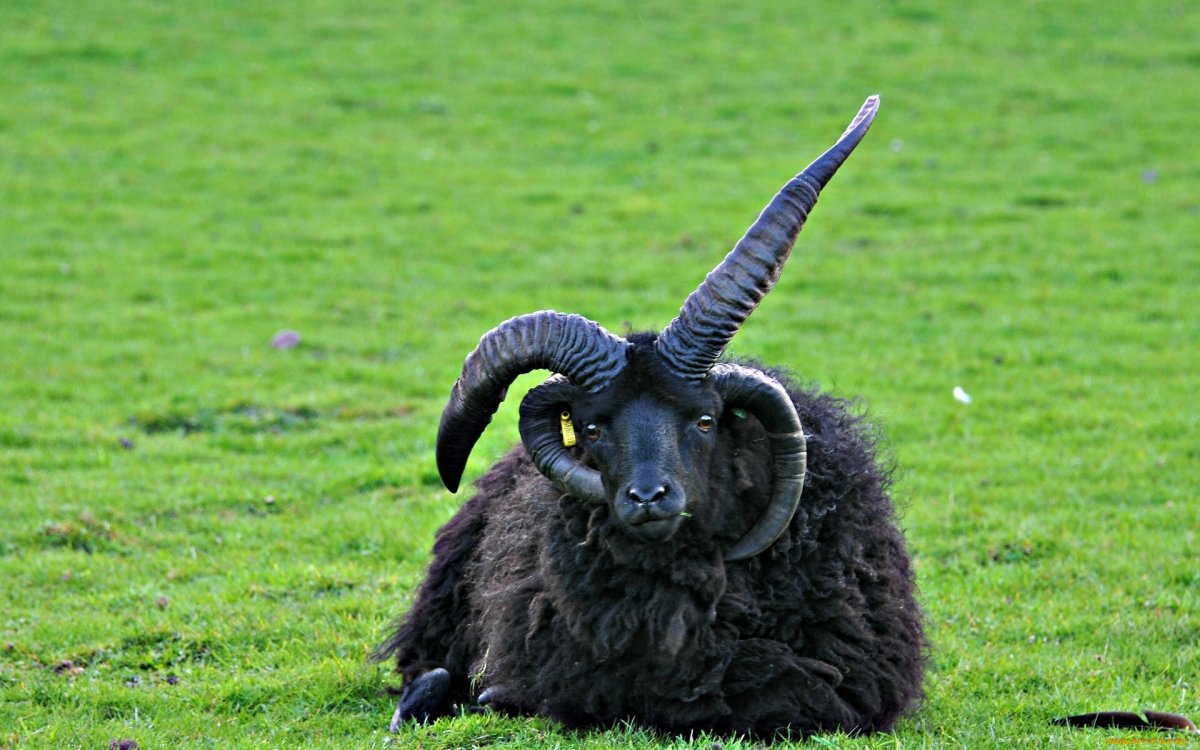 Нубийский козел рогатый