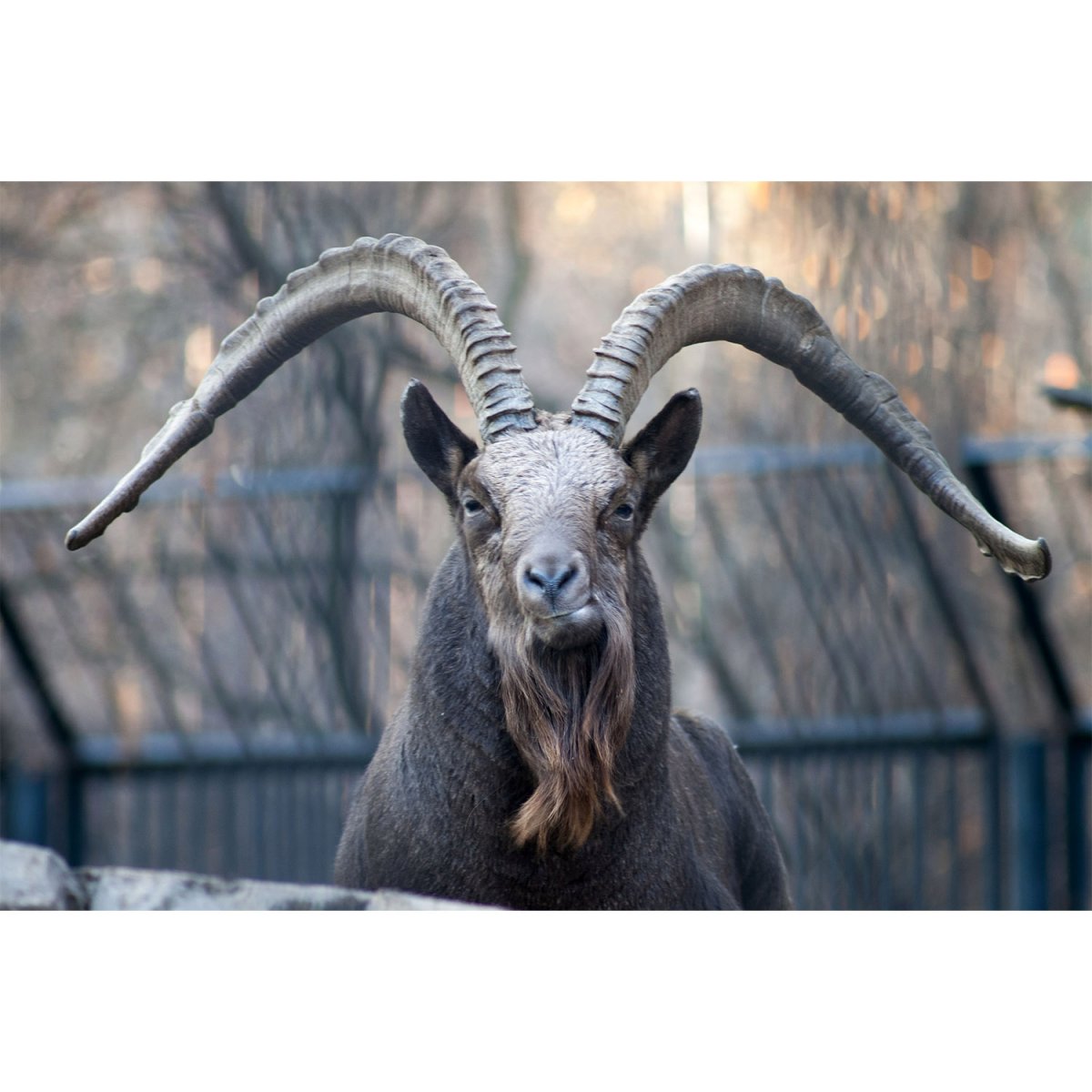 Козлиная голова