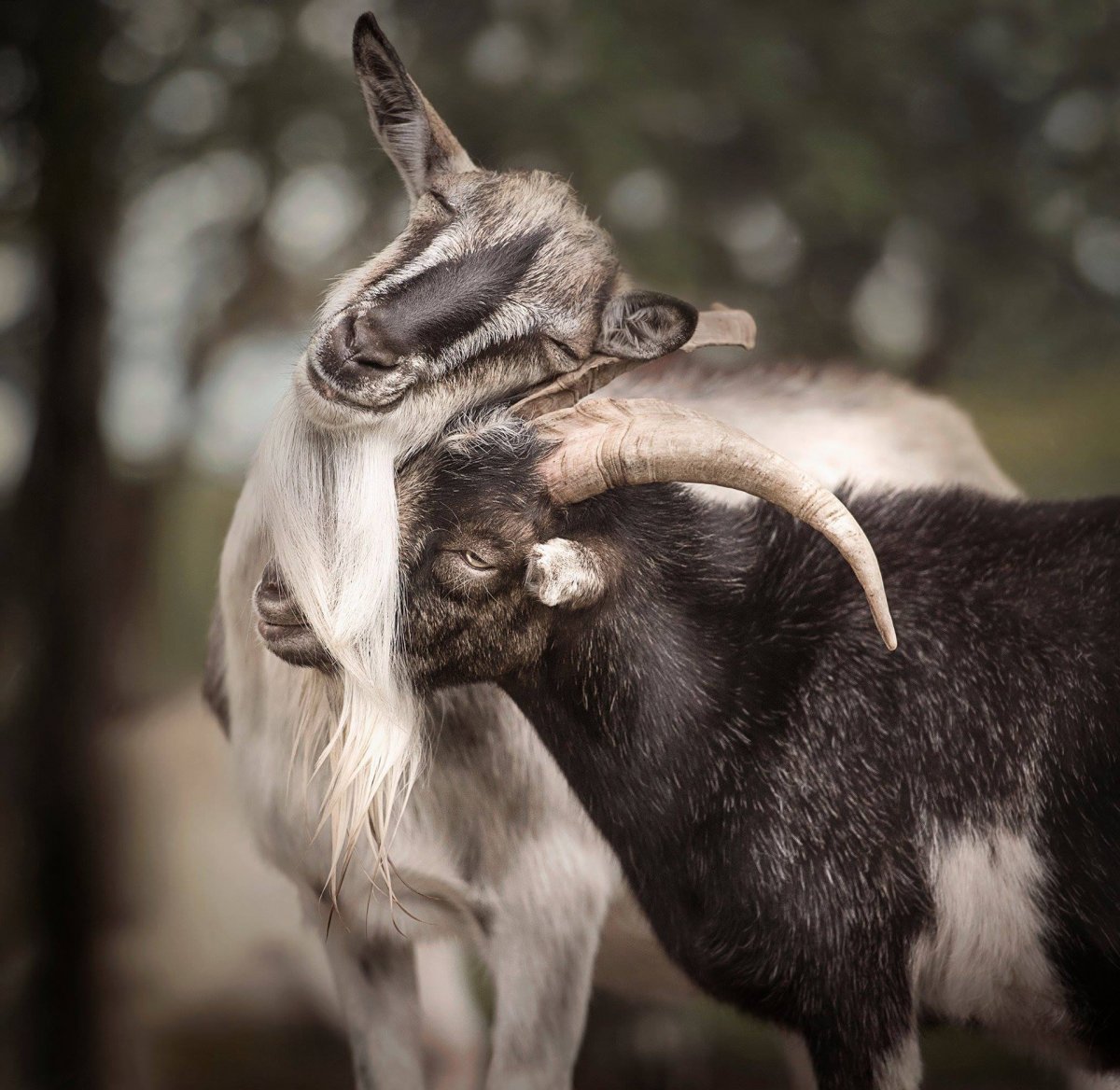 Серый козел