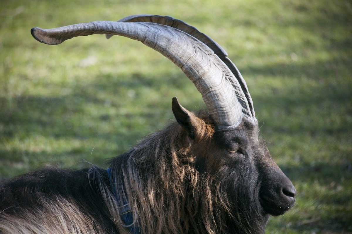 Коза коричневая