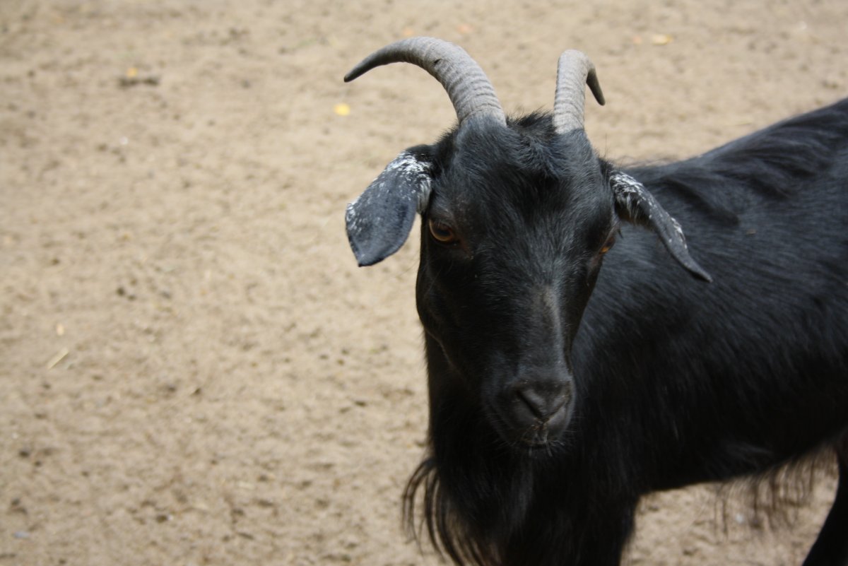 Я домашний козел