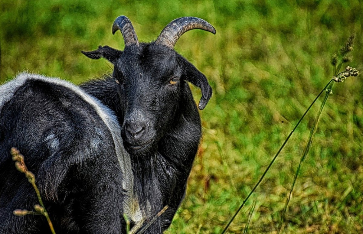 Рога козерога