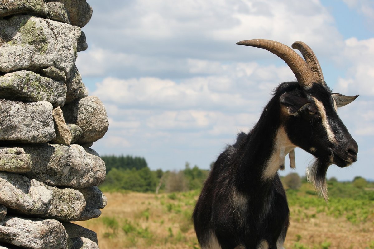 Камерунский козёл