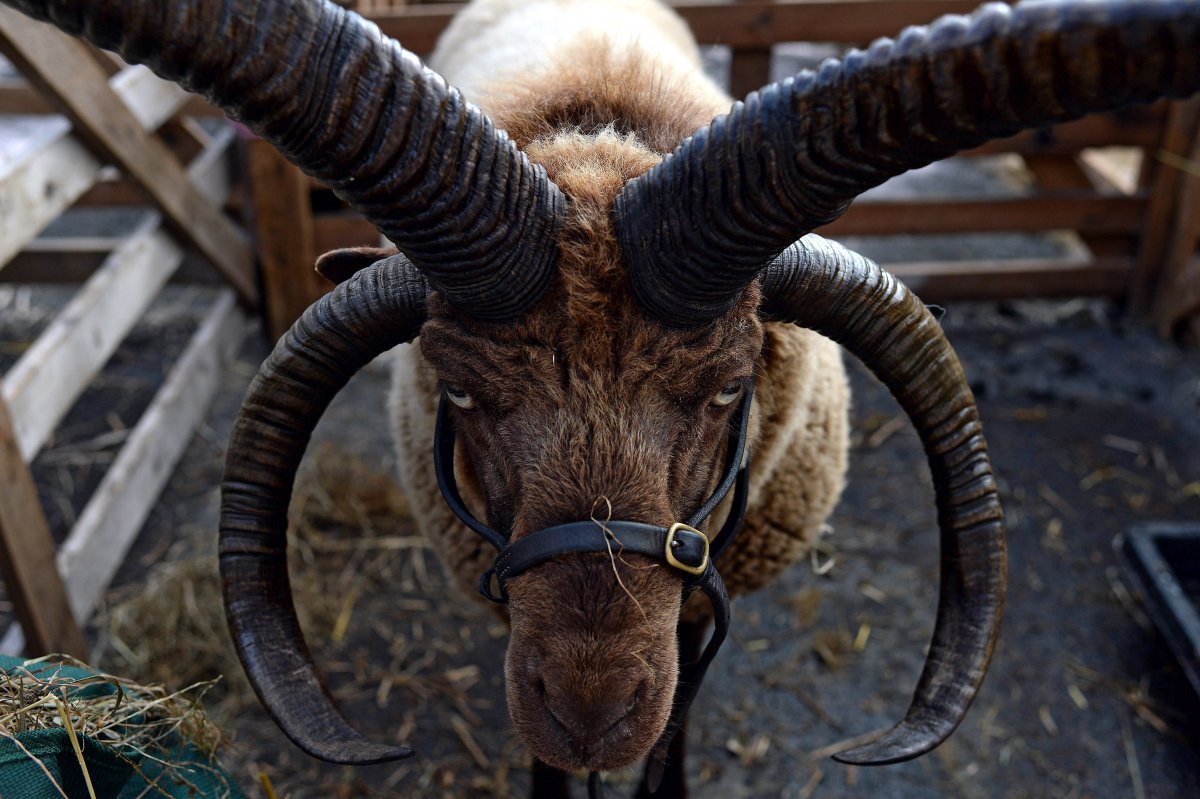 Козочка черная