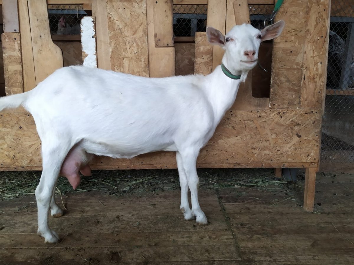 Коза зааненская комолая порода.