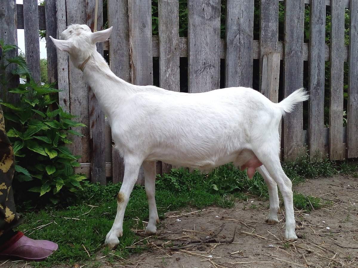 Зааненские сэйблы