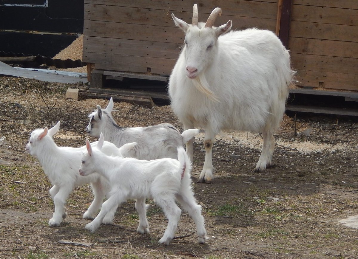 Мегрельская порода коз