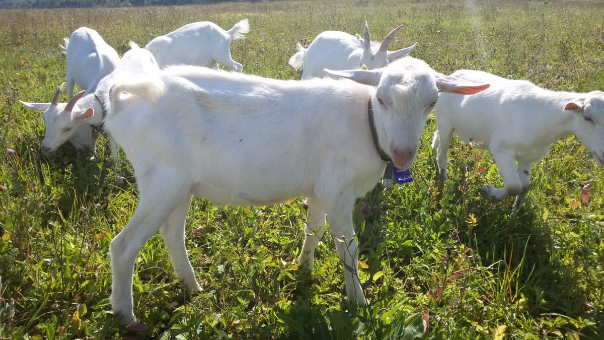 Зааненская коза