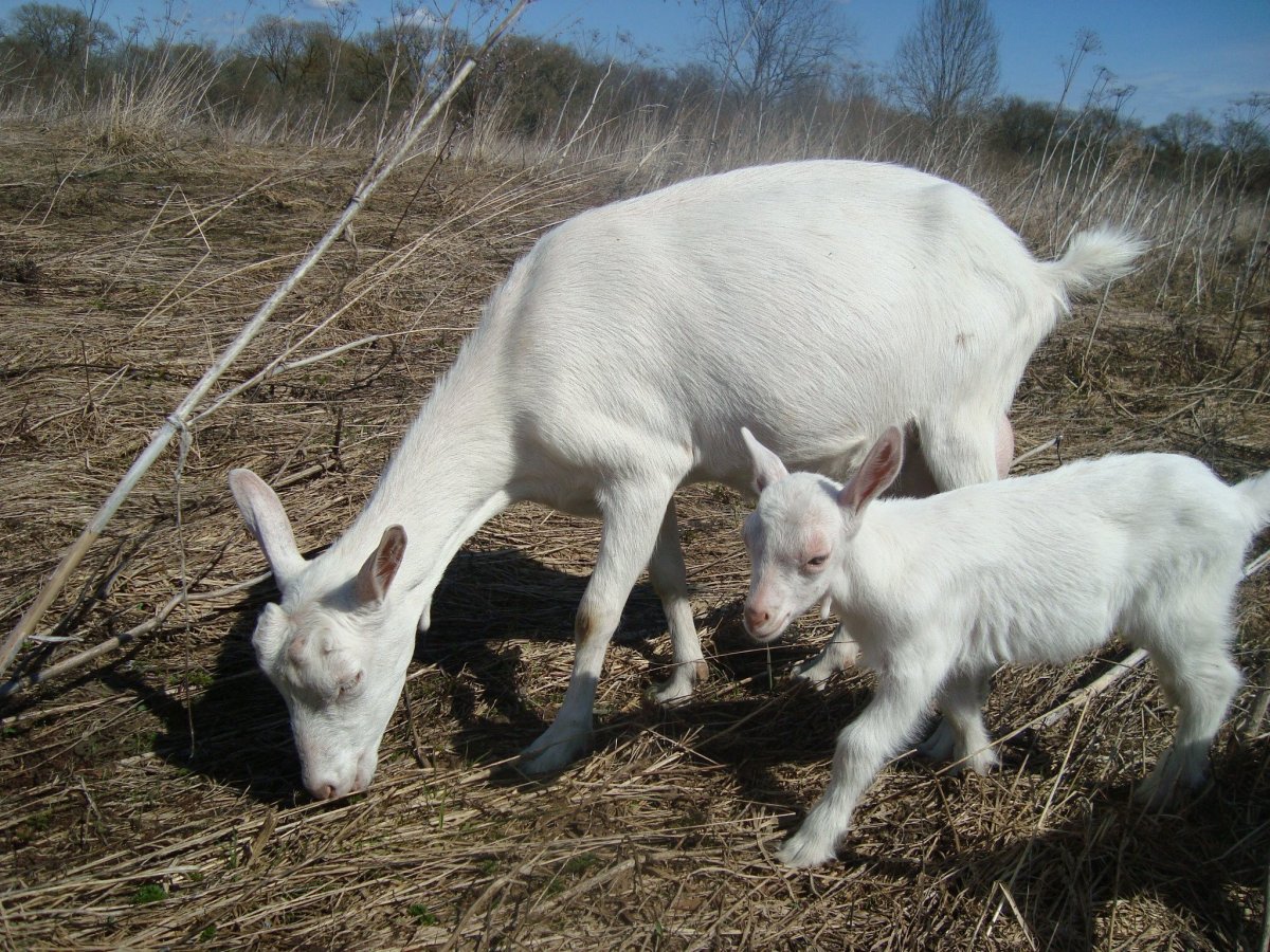 Зааненские козы