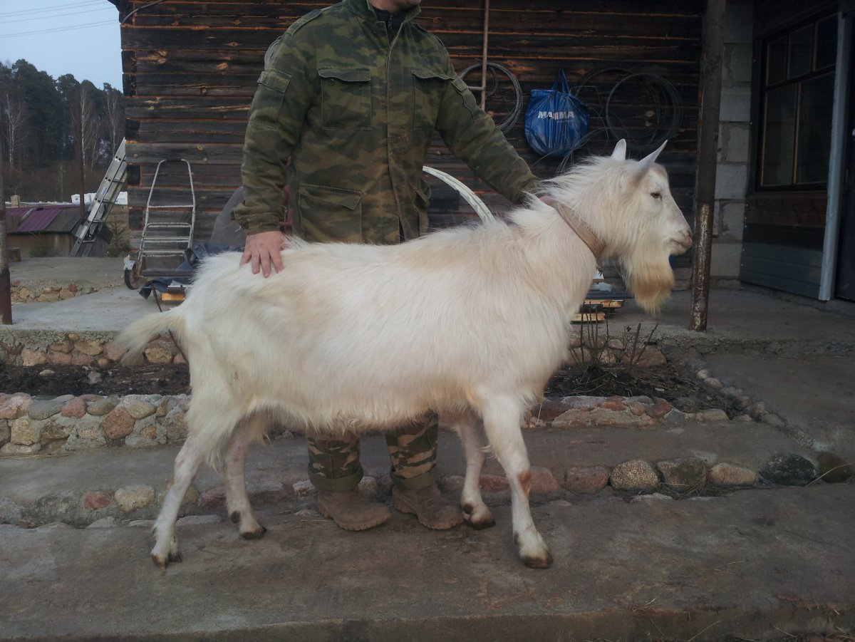 Козел зааненской породы описание