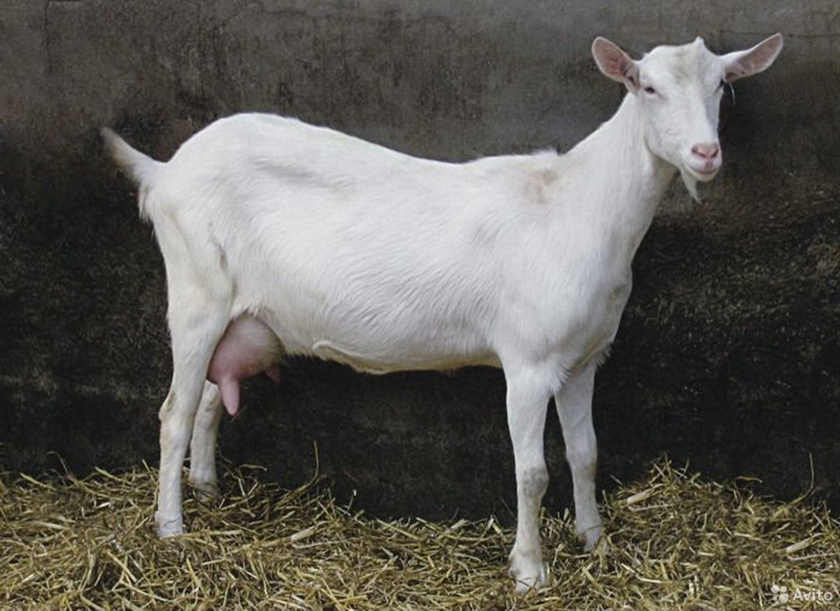 Зааненская коза темная шерсть