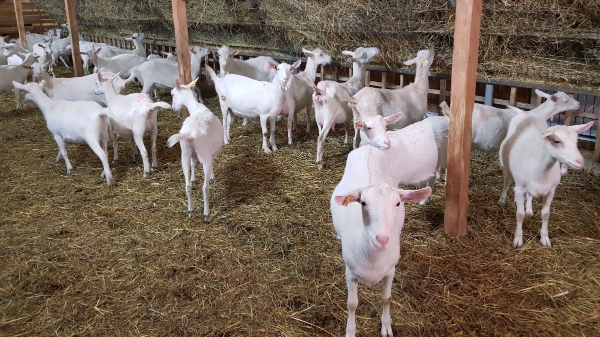 Козел производитель