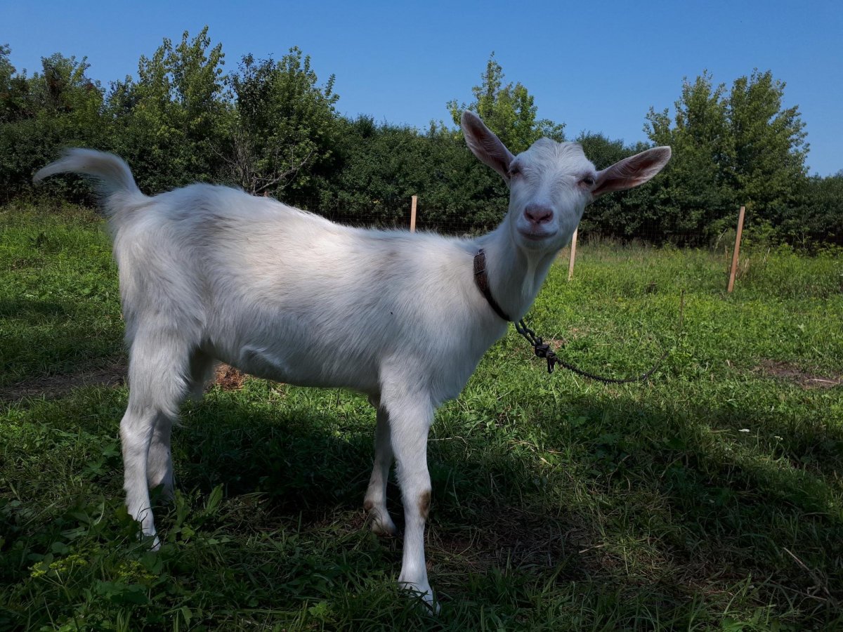 Животные Сысерти