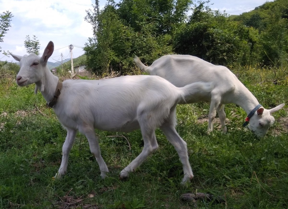 «Белая коза Альба» (1945)