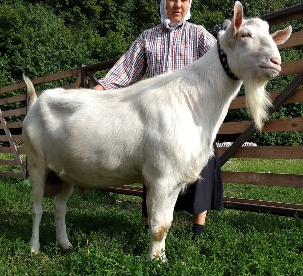 Зааненская порода коз