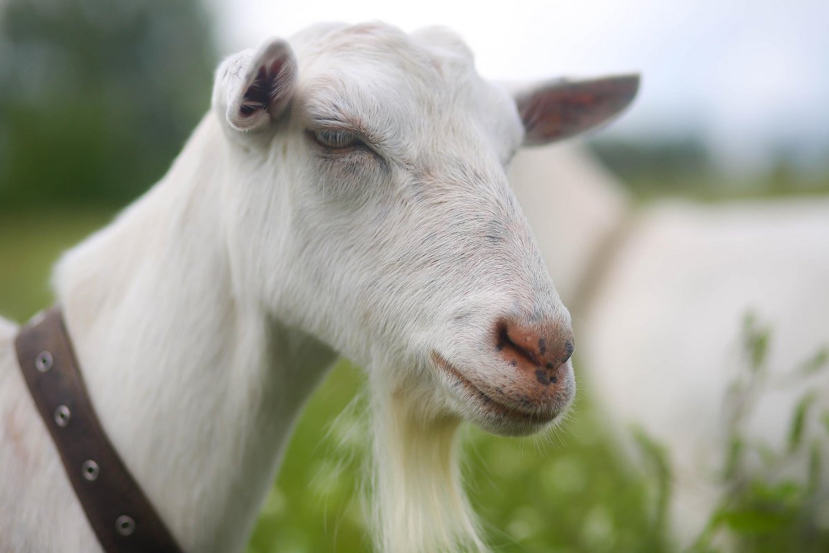 Зааненская коза