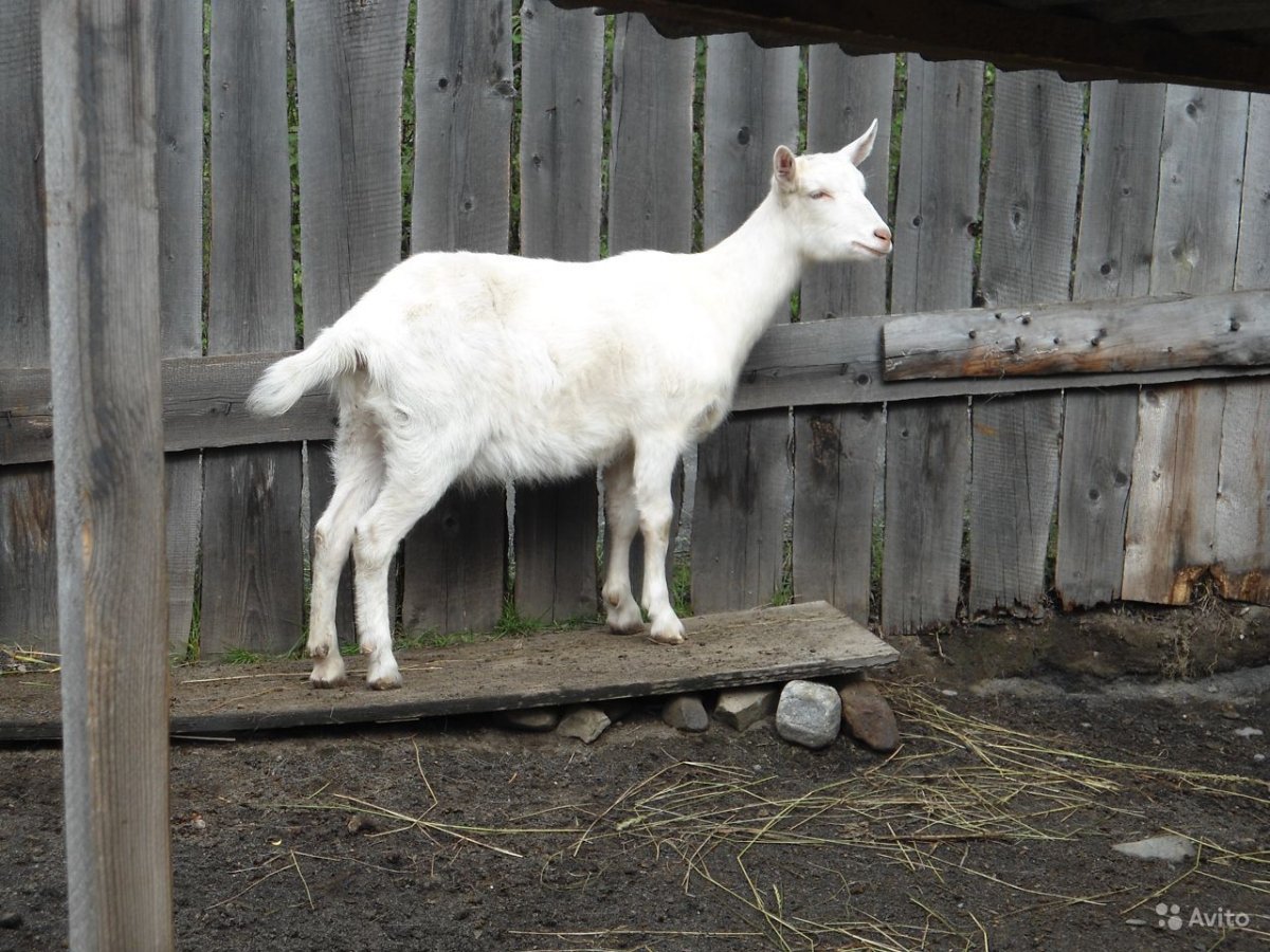 Зааненская коза