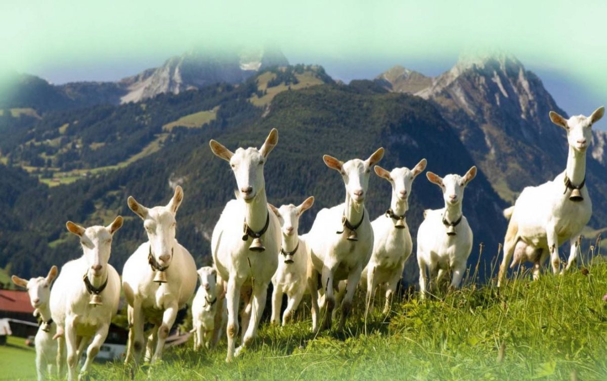 Зааненская коза морда