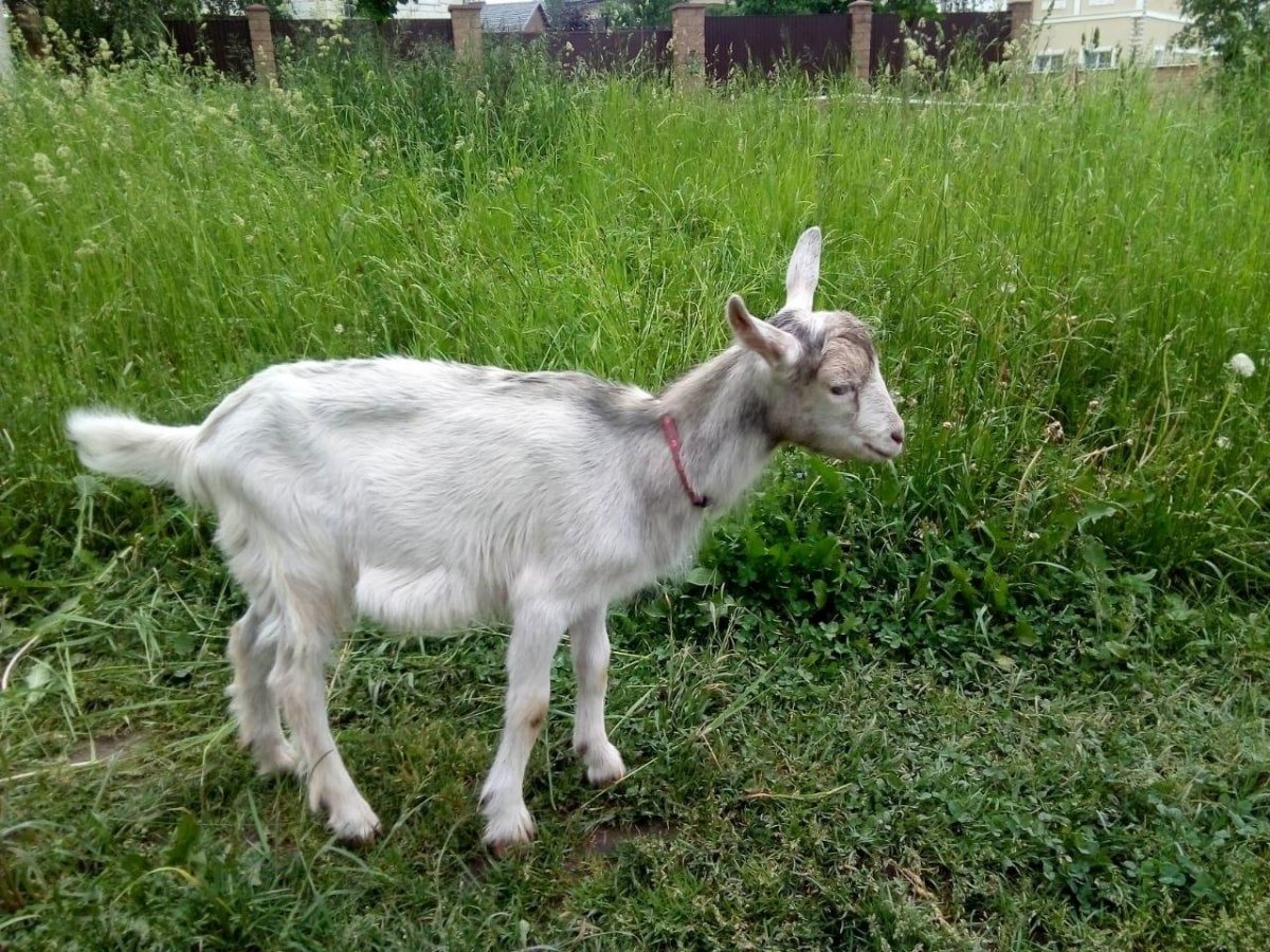 Чистокровный зааненский козел