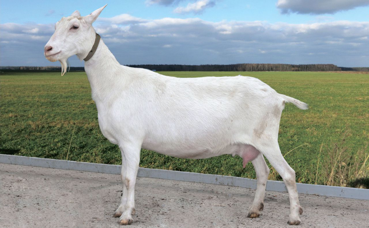 Козы зааненской породы