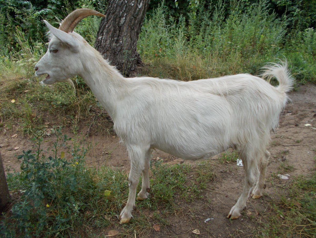 Козы зааненской породы