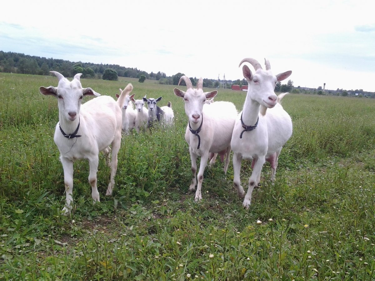 Заонежская коза