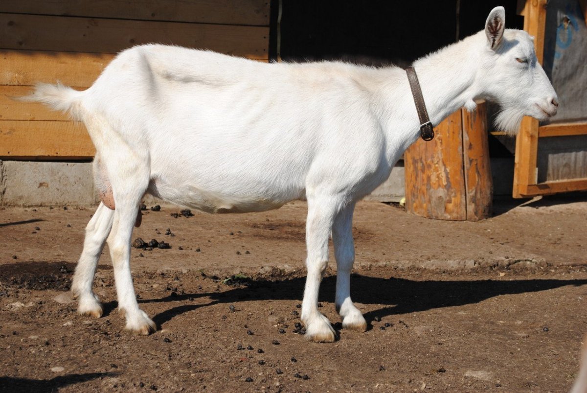 Коза безрогая порода зааненская