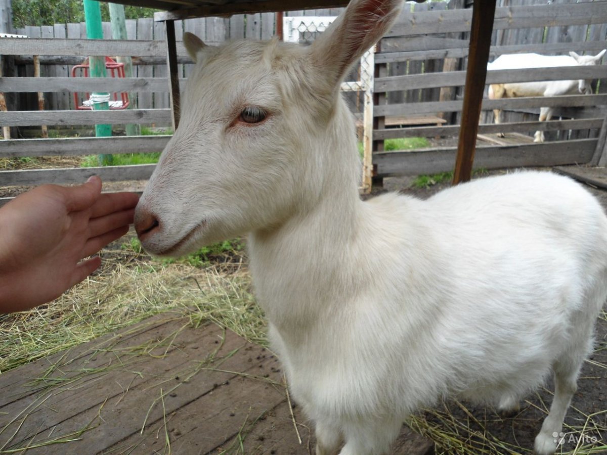 Зааненская порода коз