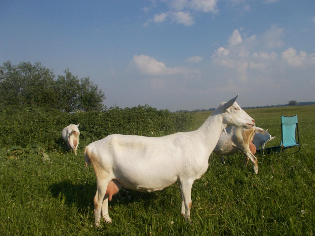 Козлята зааненской породы