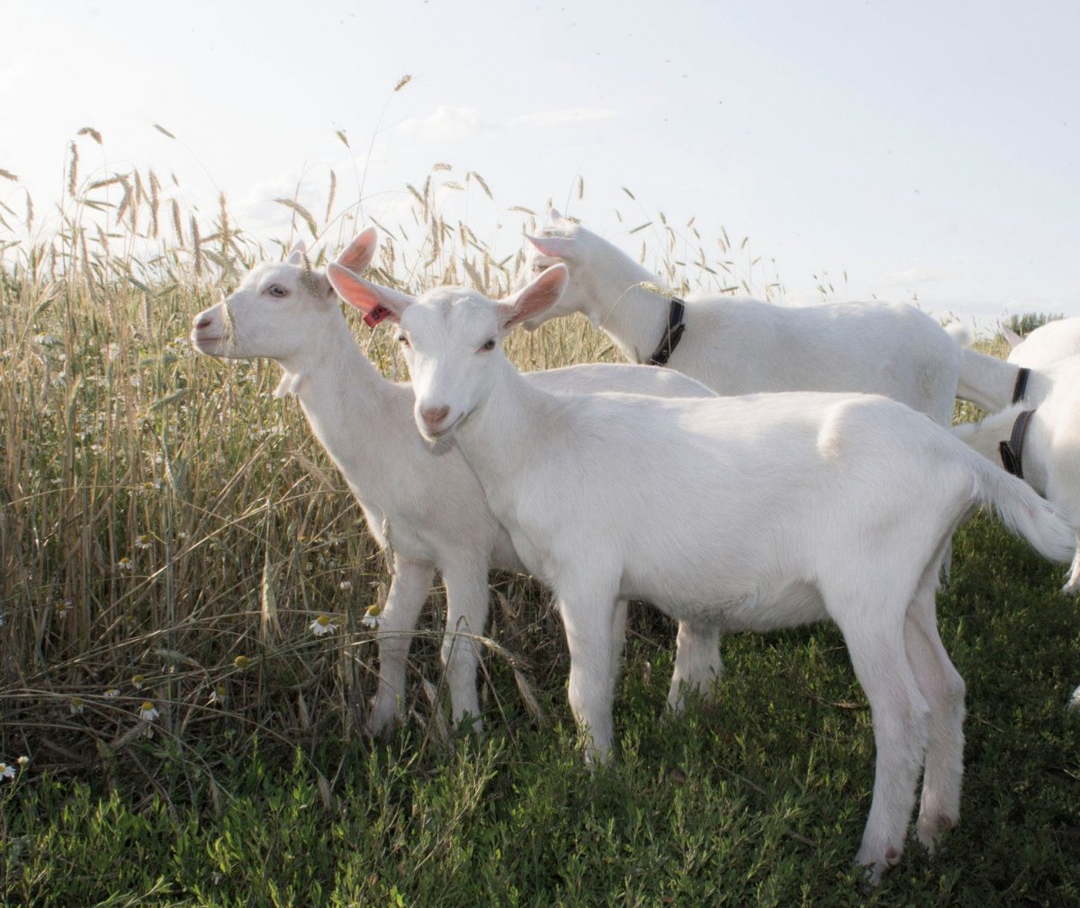 Зааненская бежевая коза