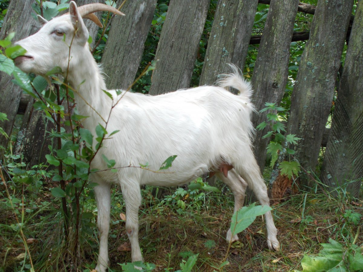 Зааненская коза