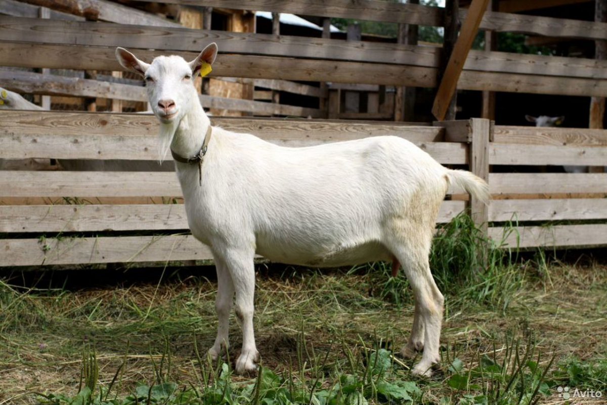 Зааненская порода