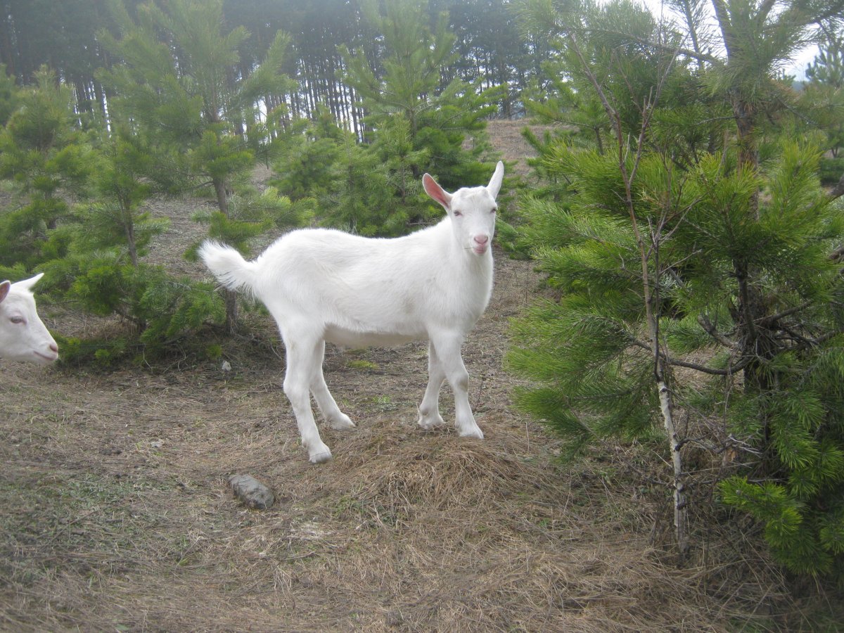 Зааненские козы в горах