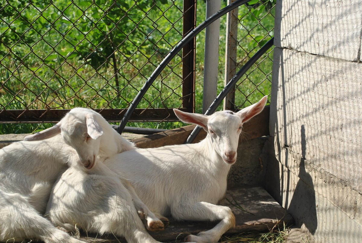 Зааненская порода козлята