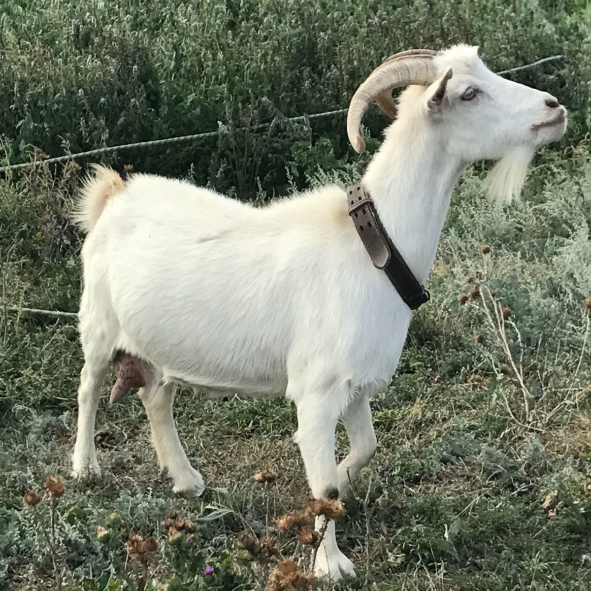 Козёл гулаби