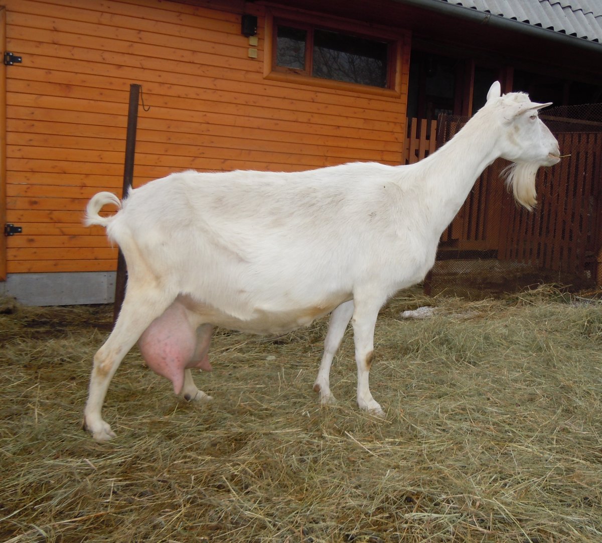 Чистокровный зааненский козел