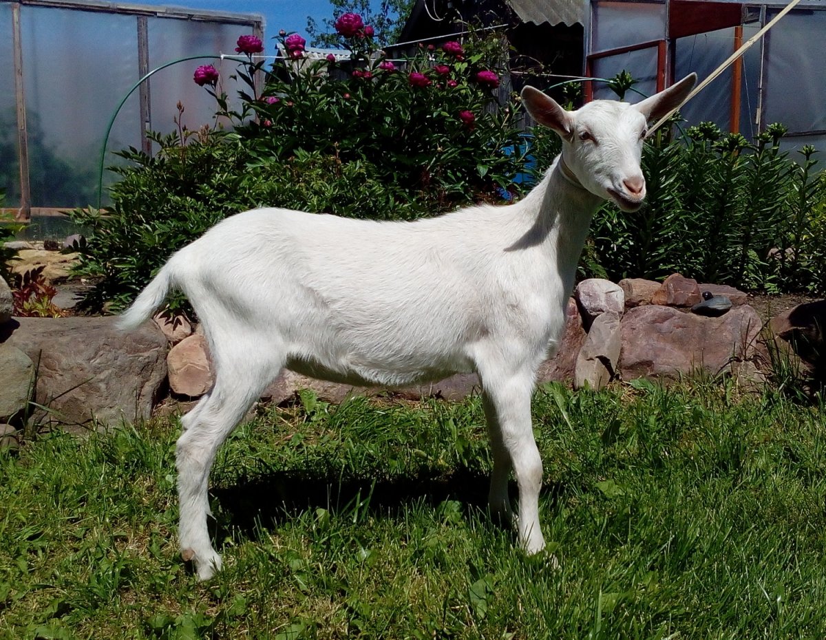 Зааненская порода коз